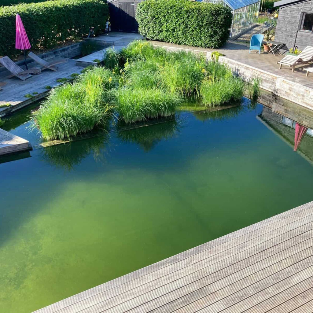 Your Guide to Building a Natural Swimming Pool