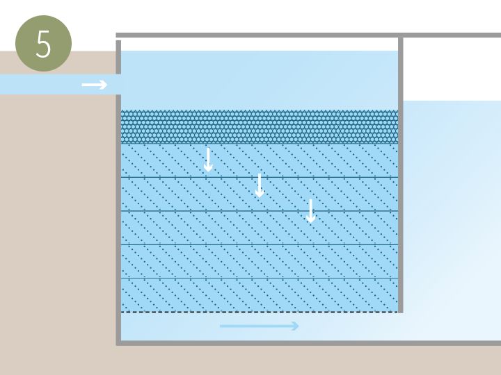 Natural Pool Plant zone