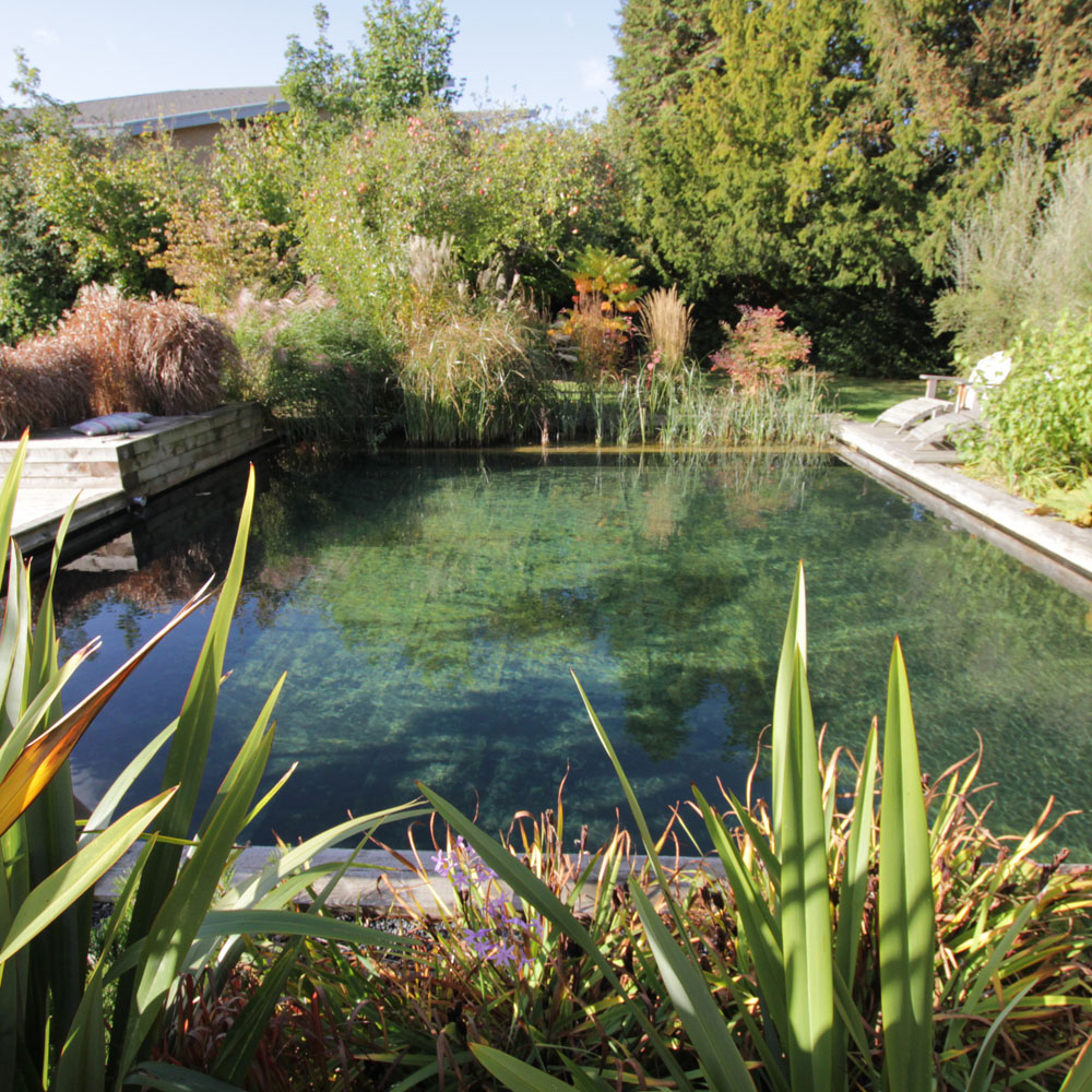 The beauty of a natural swimming pools