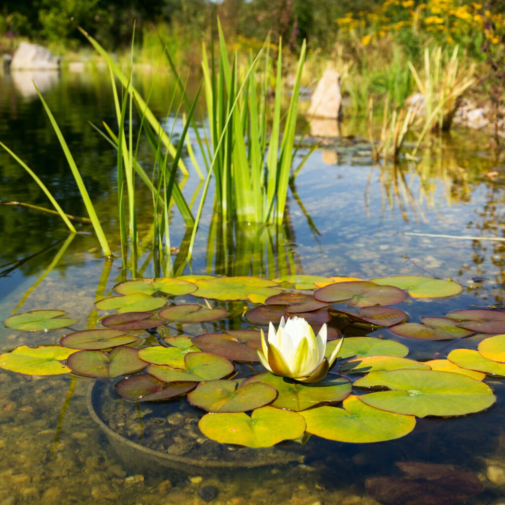 Selecting plants for your natural swimming pools