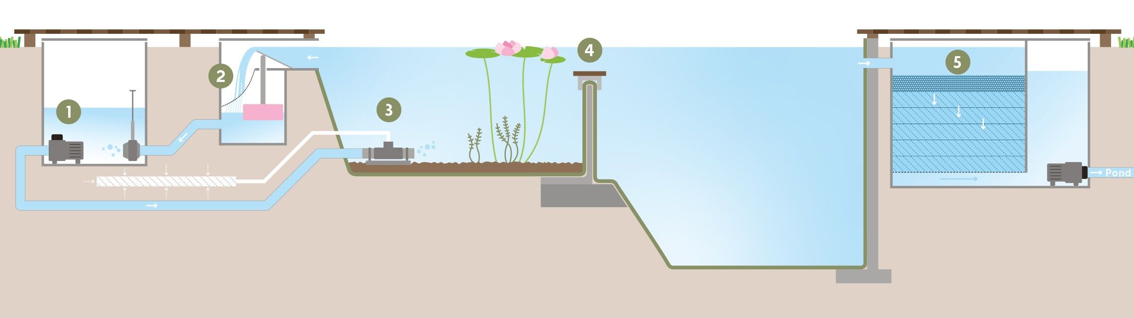 Natural swimming pool technology schematic cross section